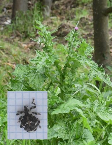 Réf. 219 492 : Hadroplontus trimaculatus